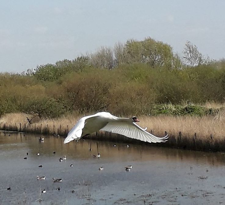 A swan flying over Marshside nature reserve. Photo by Debbie Claire