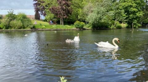 Botanic Gardens appeal launched to help our swans and make park bloom