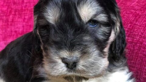Appeal after puppies stolen and cockapoo run over during burglary